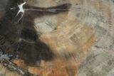 Polished Petrified Wood (Woodworthia) Section - Arizona #98975-1